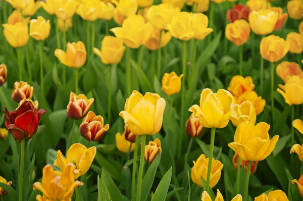 Gul smukke tulipaner - Stock-foto