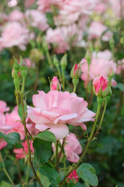 Rosas cor de rosa — Fotografia de Stock