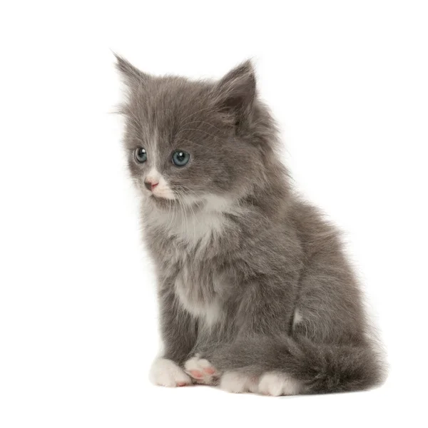 Grijze en witte kitten — Stockfoto