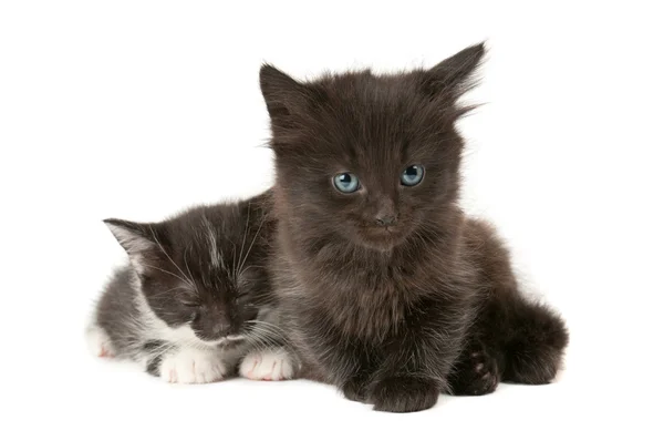 Twee pluizige kittens — Stockfoto