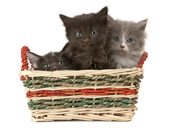 Tree fluffy kittens — Stock Photo, Image