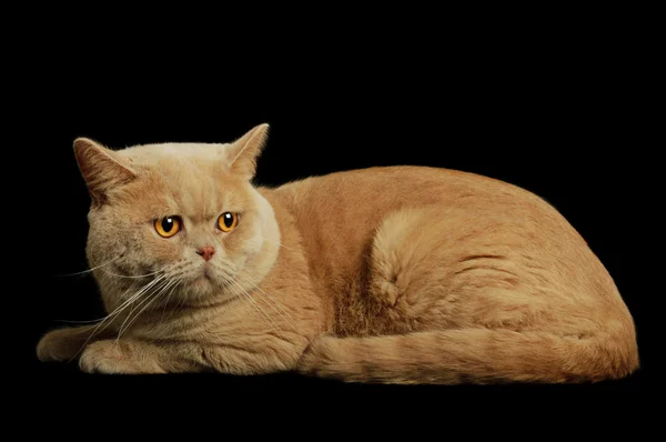 Schotse rasechte kat — Stockfoto