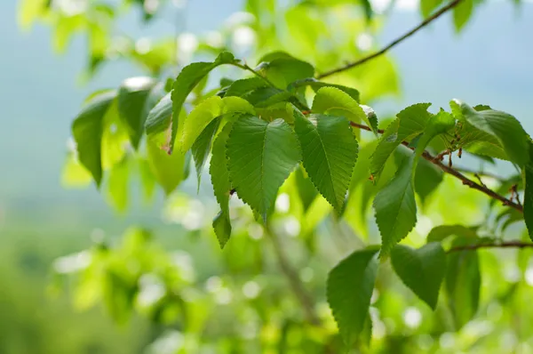 Lente bladeren — Stockfoto