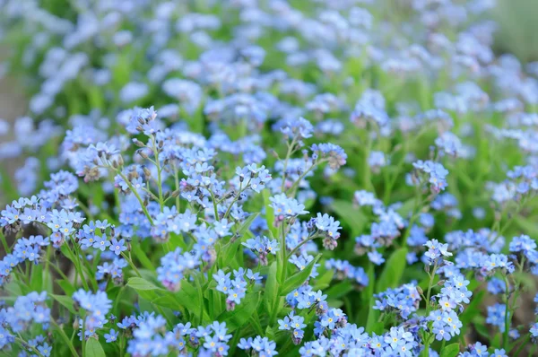 Esqueça-me-não flores — Fotografia de Stock