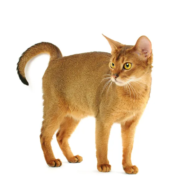 Abyssinian cat — Stock Photo, Image