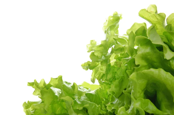 Salad hijau — Stok Foto
