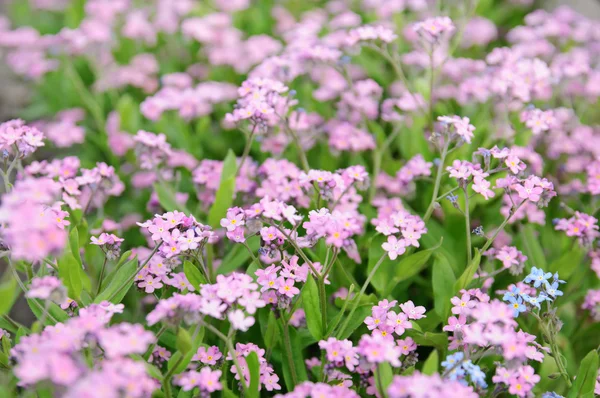 Forget-me-not flowers — Stock Photo, Image