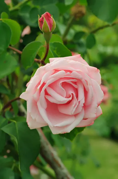 Pink rose — Stock Photo, Image