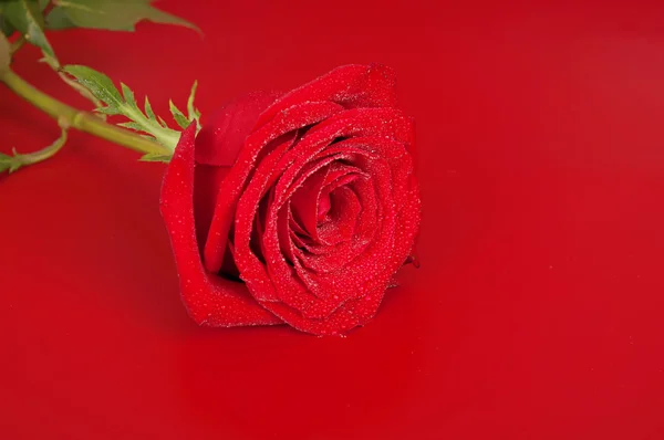 लाल पर गुलाब — स्टॉक फ़ोटो, इमेज