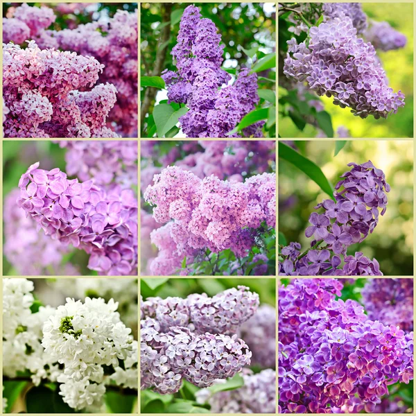 Lilac collage — Stock Photo, Image