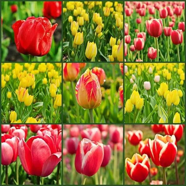 Tulips collage — Stock Photo, Image