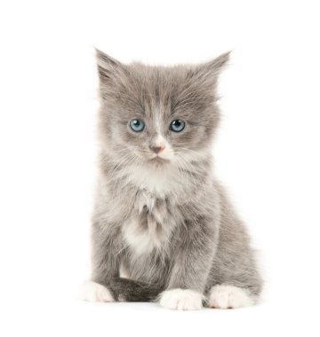 gri ve beyaz yavru kedi