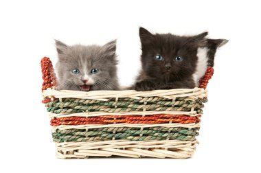 İki tüylü kedi yavrusu