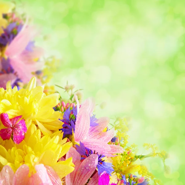Kwiaty letnie — Zdjęcie stockowe