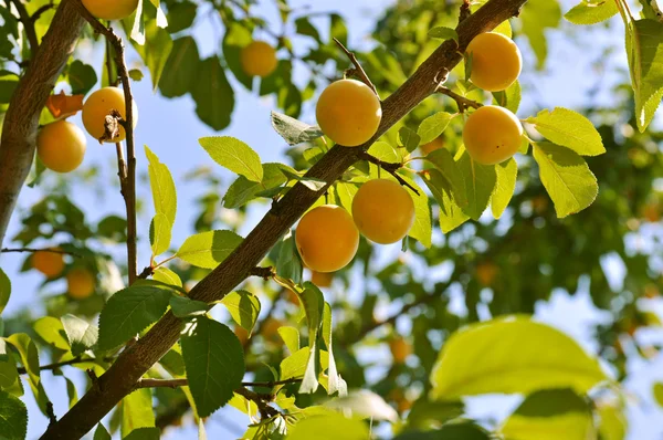 Plum tree with fruits — Stock Photo, Image