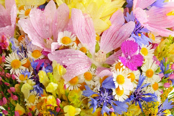 Flores de verano —  Fotos de Stock