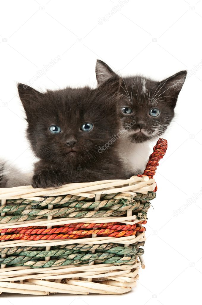 Two fluffy kittens