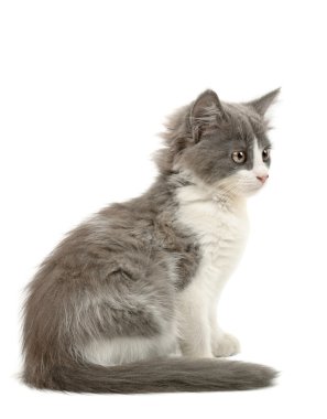 gri ve beyaz yavru kedi