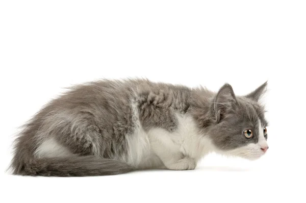 Сірий і білий кошеня — стокове фото