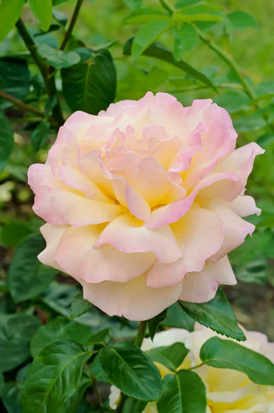 Rosa Ros — Stockfoto