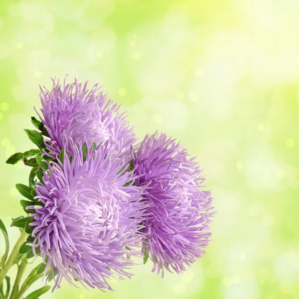 Aster flowers — Stock Photo, Image