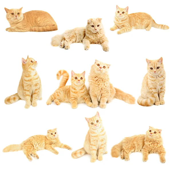 Scottish cats collection — Stock Photo, Image
