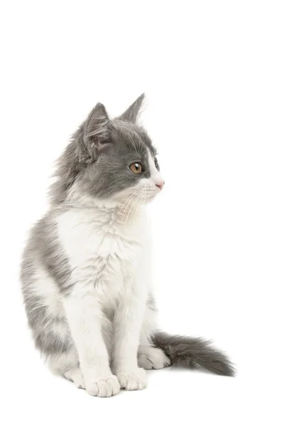 Сірий і білий кошеня — стокове фото