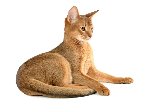 Abyssinian kat — Stockfoto