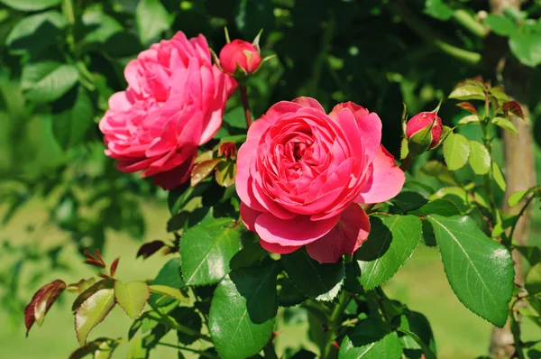 Roze roos — Stockfoto