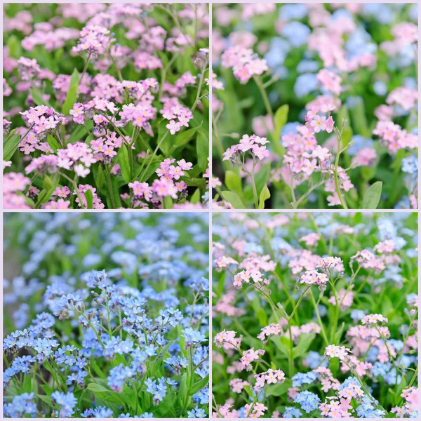 Forget-me-not flowers collage — Stock fotografie