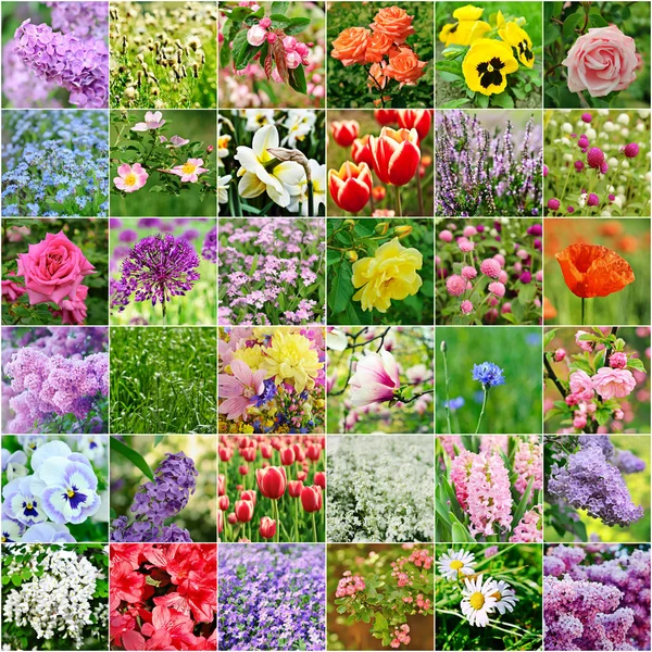 Flower collection — Stock Photo, Image