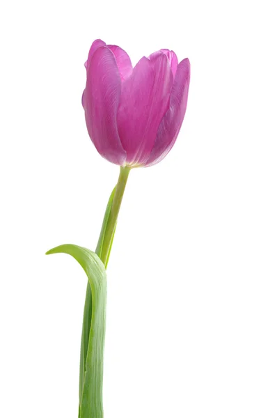 Tulipano viola singolo — Foto Stock