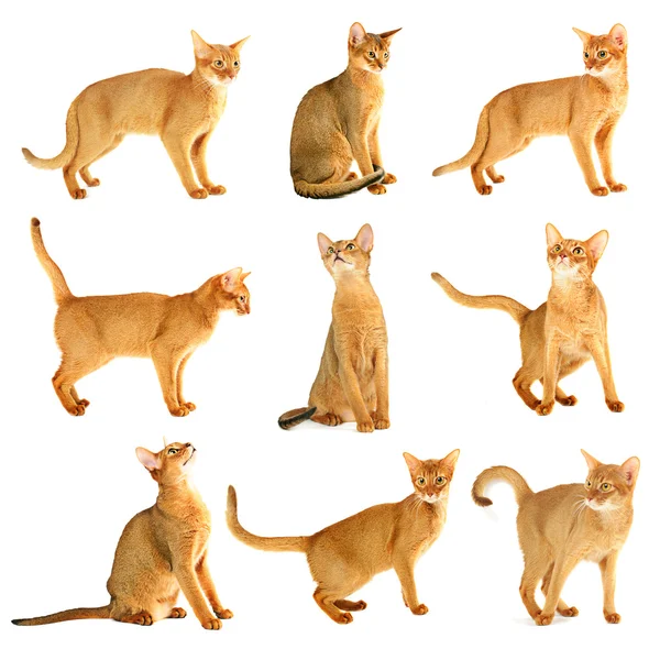 Abyssinian kat collectie — Stockfoto