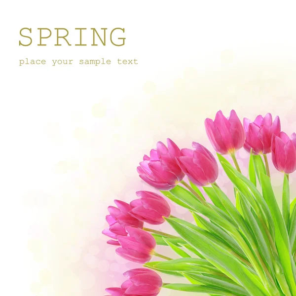 Tulip flowers on the white — Stock Photo, Image