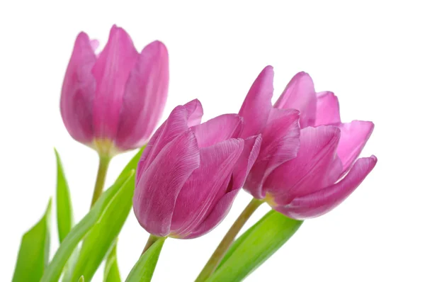 Tulip flowers on the white — Stock Photo, Image