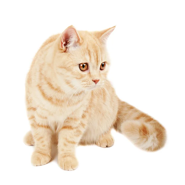 Scottish purebred cat — Stock Photo, Image