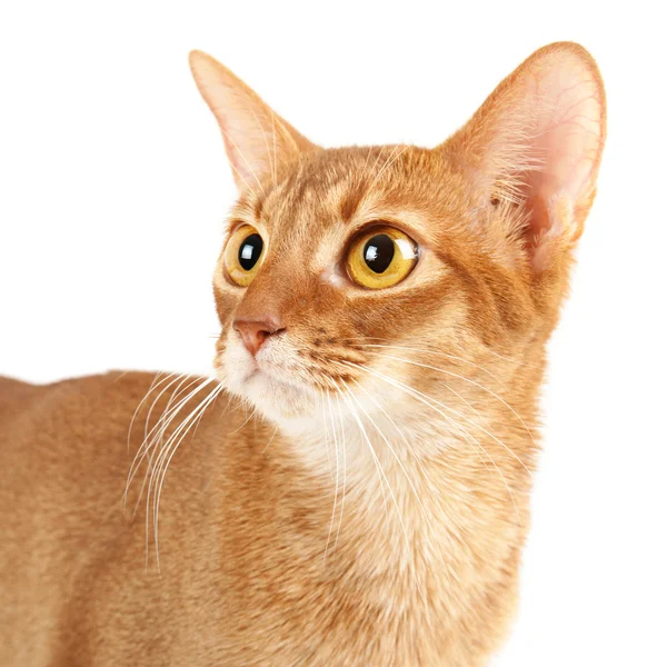 Retrato de gato abissínio — Fotografia de Stock