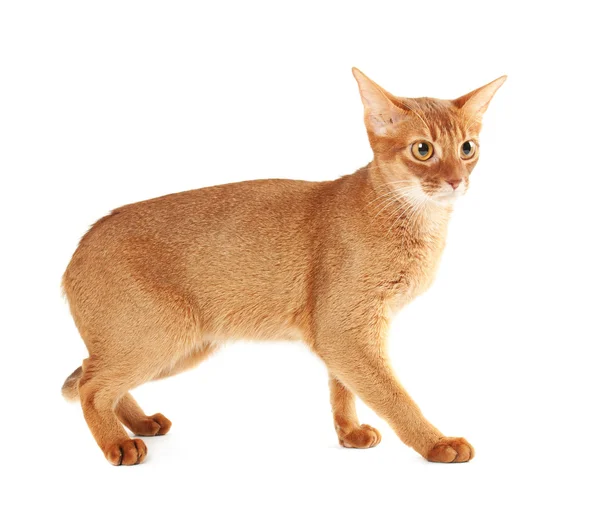 Abessinier katt — Stockfoto