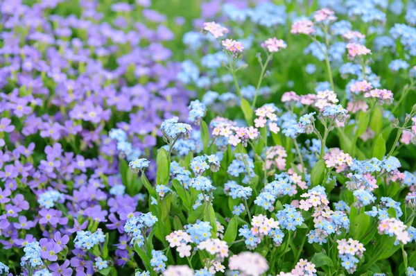 Glem-meg-ikke-blomster – stockfoto