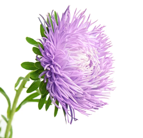 Aster isolato — Foto Stock