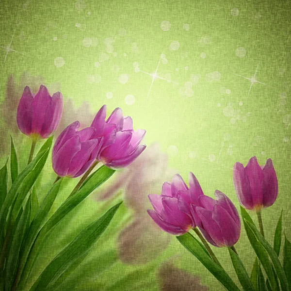 Tulipa flores no branco — Fotografia de Stock