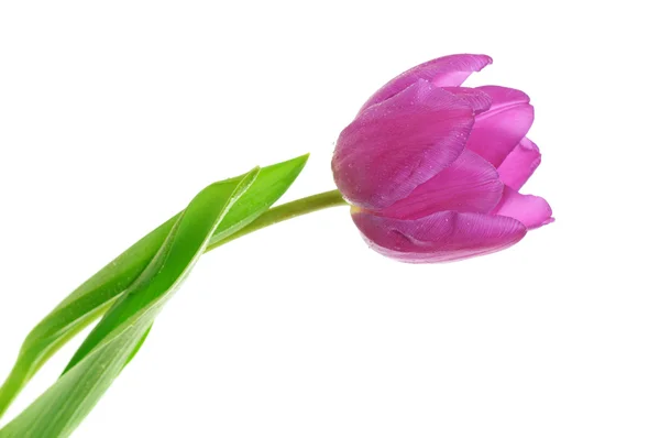 Één violet tulip — Stockfoto