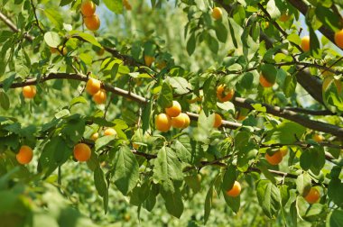 Meyveli erik ağacı