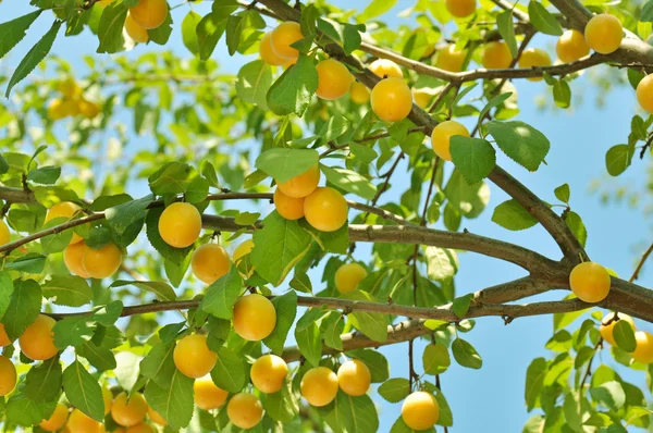 Meyveli erik ağacı — Stok fotoğraf