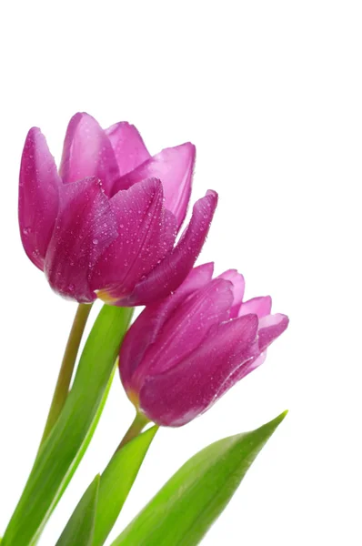 Tulip flowers on the white — Stock Photo, Image