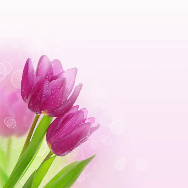 Tulpan blommor bakgrund — Stockfoto
