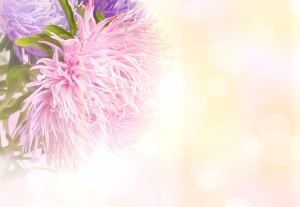 Aster flowers — Stock Photo, Image