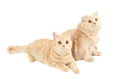 iki İskoç kedi