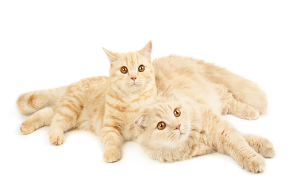 Two scottish cats — Stock Photo, Image