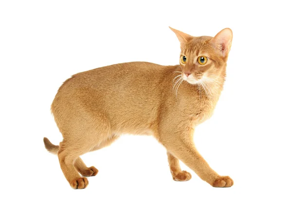 Abyssinian cat — Stock Photo, Image